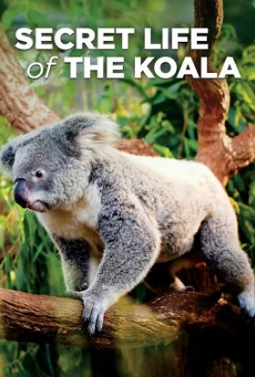 Коала, таємне життя